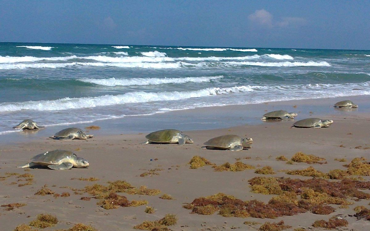 En el día de las tortugas marinas, ¿conoces las especies que viven en Tamaulipas?